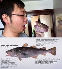 如何分辨真假鳕鱼?