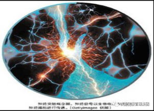 磁场对人体的影响