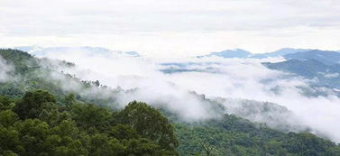 福建茶山在哪里，广州茶山在哪里