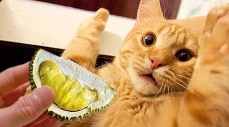 猫能吃蓝莓吗