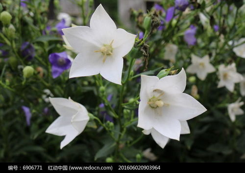 白色桔梗花的花语是什么