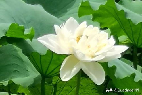 四面荷花三面柳下一句是什么?