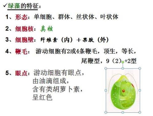 原绿藻跟绿藻不一样么?哪个是真核,哪个是原核