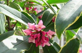 瑞香花有毒吗?