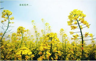 春暖花开的意思有哪些