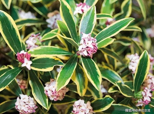 瑞香花能在室内养吗，瑞香花养在家里好不好
