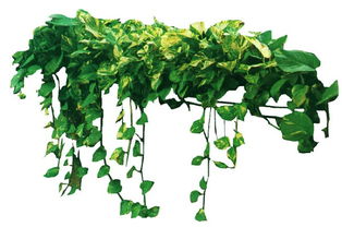 藤蔓植物有哪些