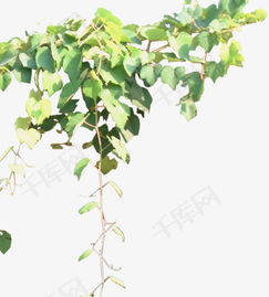 藤蔓植物爬满了伯爵，藤蔓植物的风水禁忌