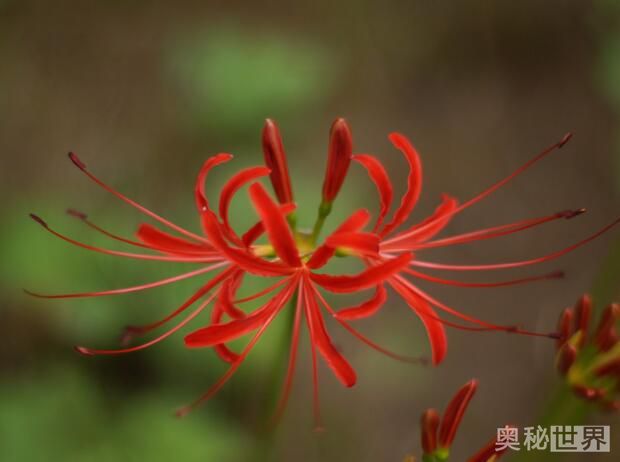 曼珠沙华花语是什么意思，曼珠沙华花语天花板的爱