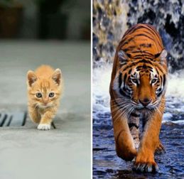 老虎和猫的故事，老虎和猫是一个祖先吗