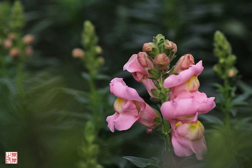 兔子花的编织方法，兔子花拖鞋编织全过程