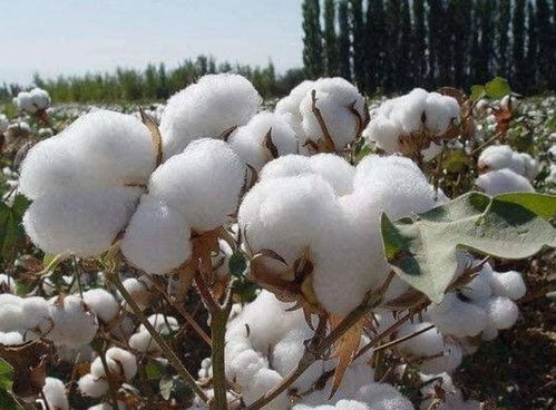 什么的棉花糖，什么的棉花糖填形容词