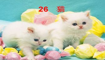 小学课文猫原文