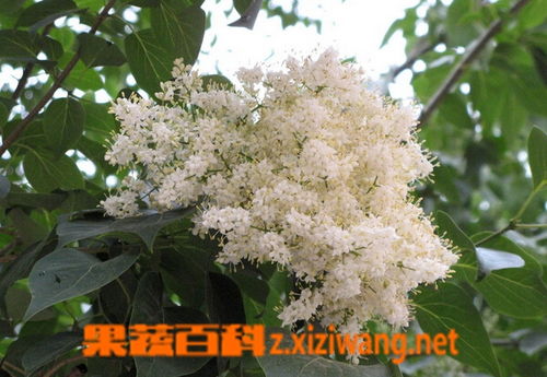 六月雪的养殖方法