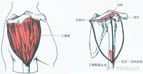 教你快速找到三角肌后束,要怎么做?