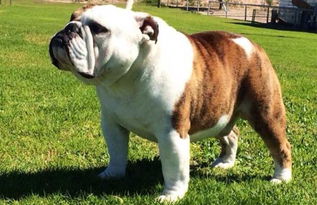 美国斗牛犬体重，英国斗牛犬图片