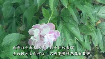 苦情花是什么花，苦情花歌曲