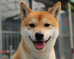 柴犬好还是秋田犬好?