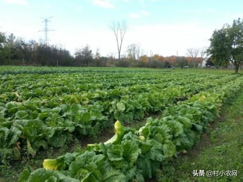 农村种植什么好挣钱，农村种植什么好一点