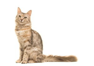 猫多大绝育