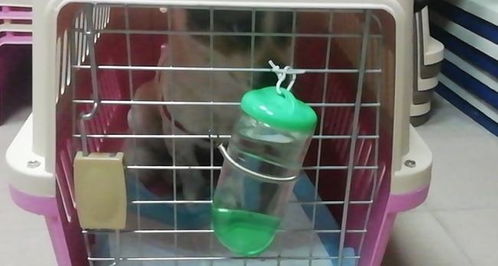 火车可以带宠物吗，火车可以带宠物猫吗