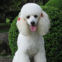 常见宠物犬20种，100多种名犬排行图片