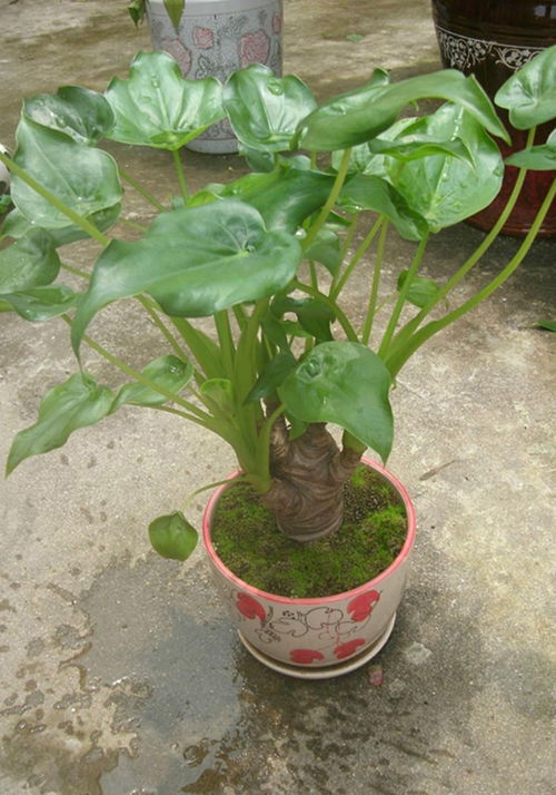 滴水观音植物怎么养，滴水观音植物的药用价值