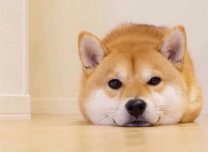 秋田犬和柴犬哪个好样，秋田犬和柴犬的价格