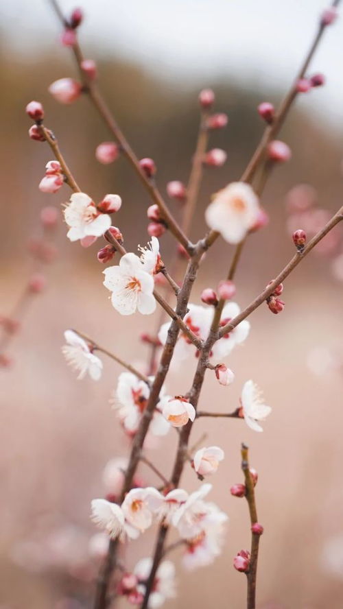 兰花花语，海棠花的花语