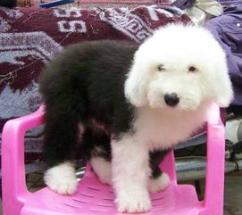 古牧犬 价格，宠物狗古牧犬图片及价格