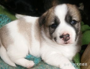 怎么训练幼犬拉屎，狗狗怎么拉屎怎么训练