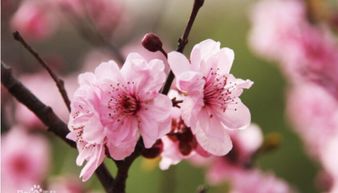 被称为杏月的月份是什么星座，称为杏月的月份是: 二月 四月