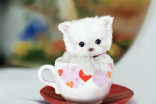 茶杯犬的价格 纯白色，茶杯犬的价格是多少 价钱