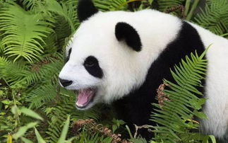 熊猫饲养员要什么条件?