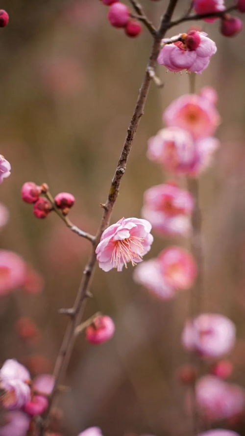 梅花的花语是什么