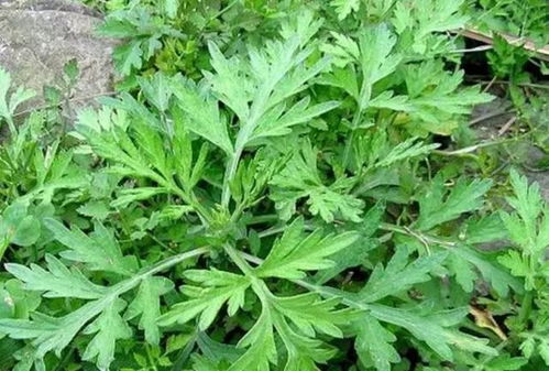 艾草长什么样子图片大全，艾草的功效和作用