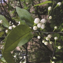 橘子花什么时候开花，橘子花是什么样的