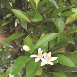 橘子花是不是菊花?