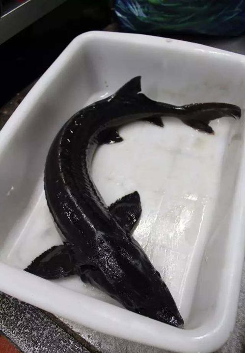 鲟龙鱼怎么做好吃红红烧鲟鱼，鲟龙鱼的营养价值及功效