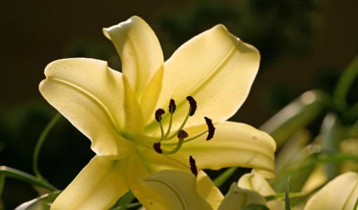 百合花是什么样子的，红色百合花