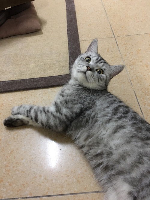 不吃鱼的猫情侣网名，不吃鱼的猫繁体字