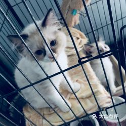 普通猫咪多少钱一只?