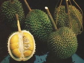 榴莲季节是什么时候开始吃，金枕榴莲季节