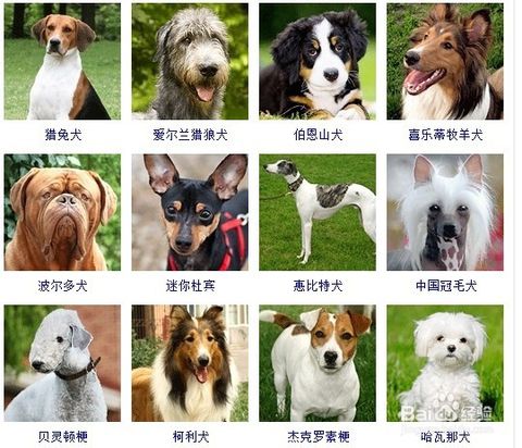 狗的种类图片及名称，狗的种类有哪些特点有哪些