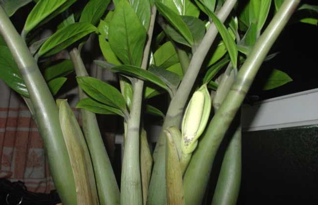 金钱树会开花吗 花是什么样子
