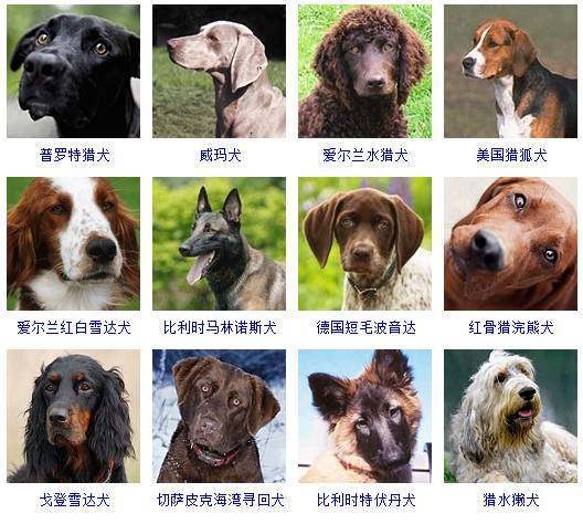 狗狗品种有哪些?