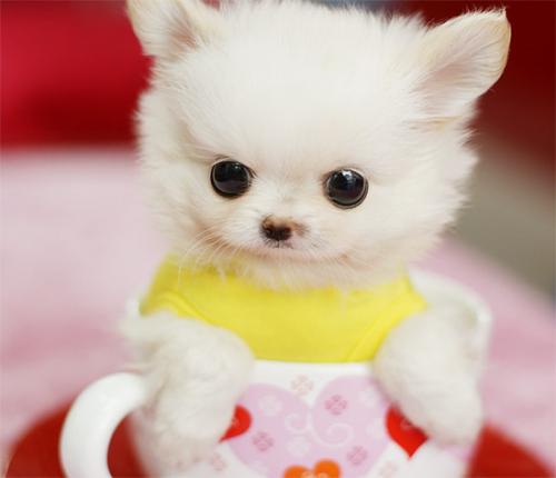 茶杯犬很多人应该都知道吧,那么白色茶杯犬多少钱一只?