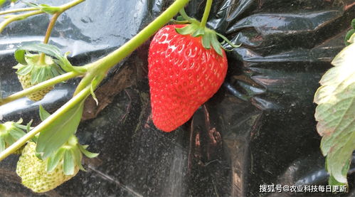 草莓授粉成功的表现，草莓授粉成功图片