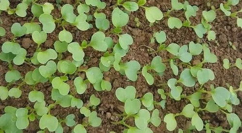 鸡毛菜怎么种植阳台，鸡毛菜怎么种植好