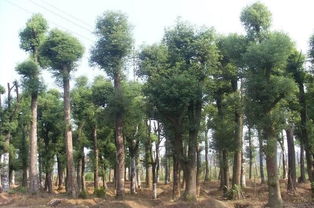 香樟树种植技术是怎样的